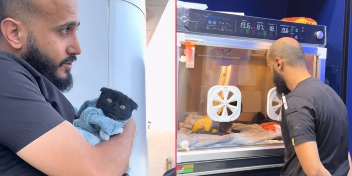 A Saudi Veterinary Assistant Shares The Most Heartwarming Moments With His Cats